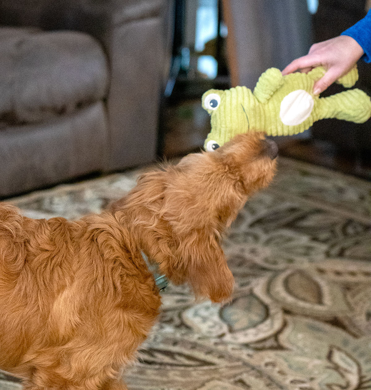 Thoozypet Tuff & Cuddle Frog Dog Toy