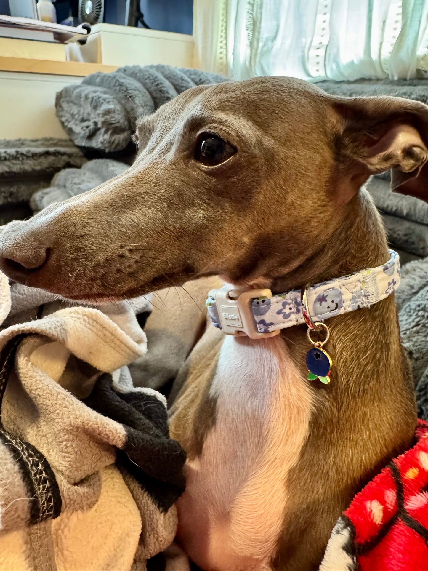 Blueberry Smiles Collar