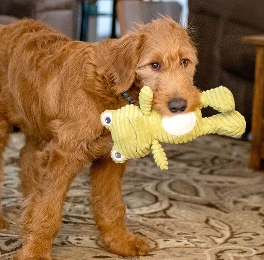 Thoozypet Tuff & Cuddle Frog Dog Toy