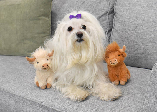 Multipet Minipet Highland Cow Dog Toy 5" Assorted