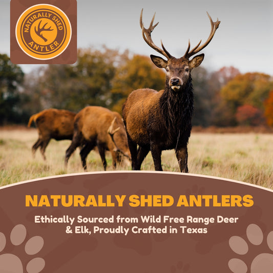 Jumbo Whole Deer Antler