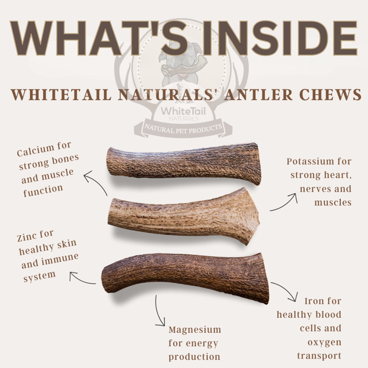 Extra Large Whole Deer Antler