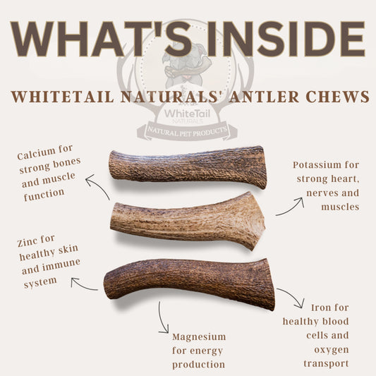 Small Whole Deer Antler