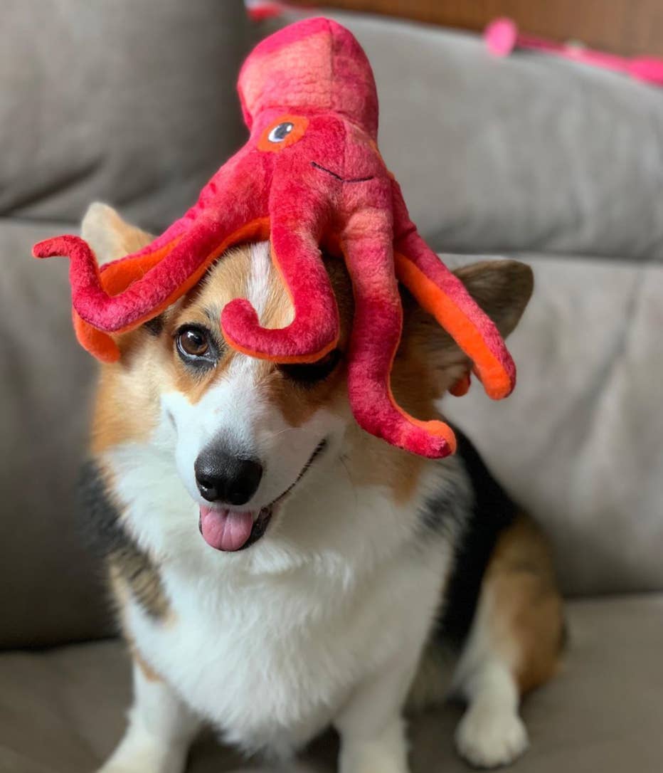Snugarooz Olivia the Octopus Plush Dog Toy
