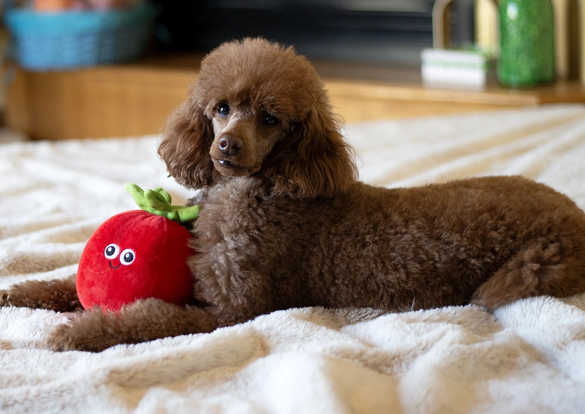 Thoozypet Tomato Plush Dog Toy