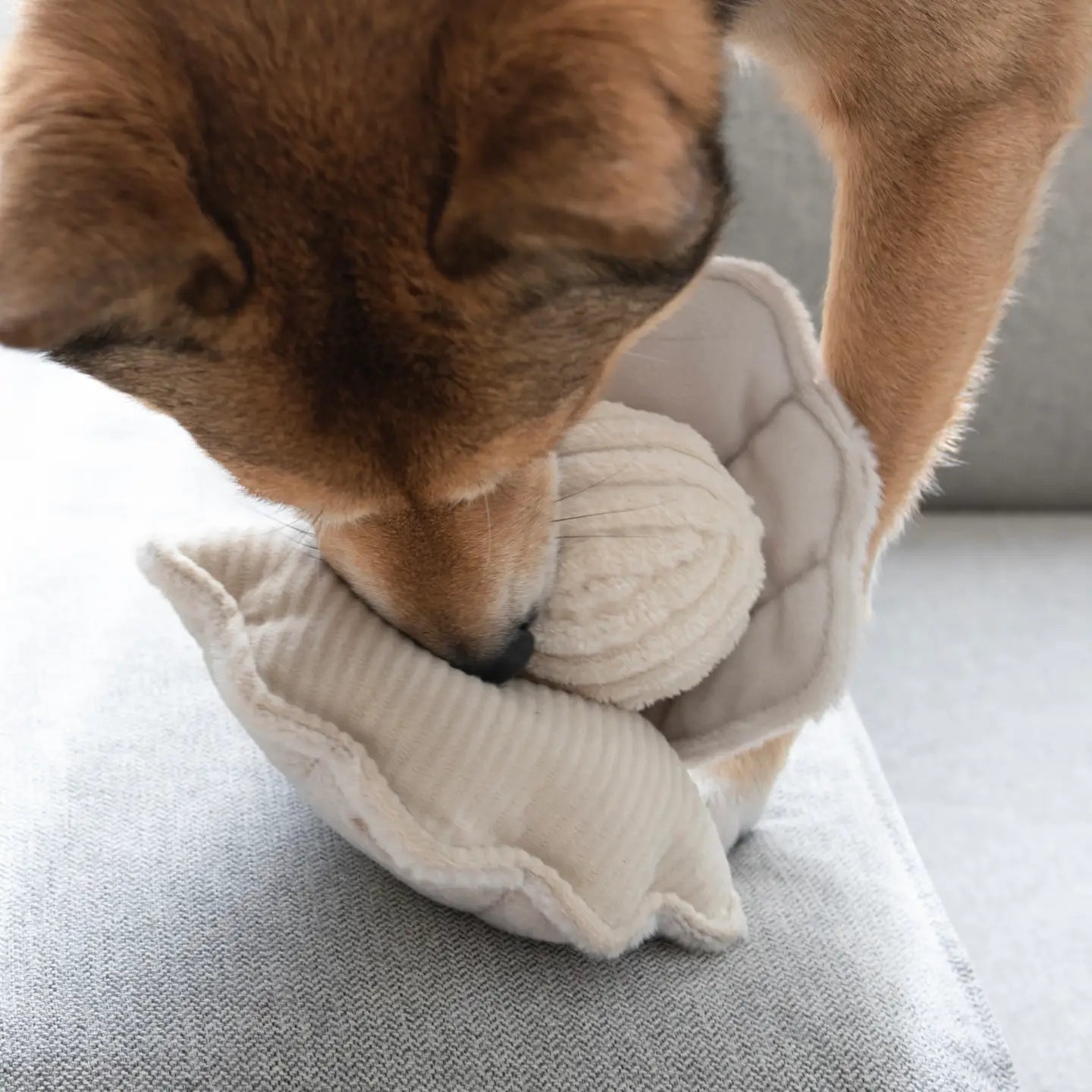 Oyster Pop Toy