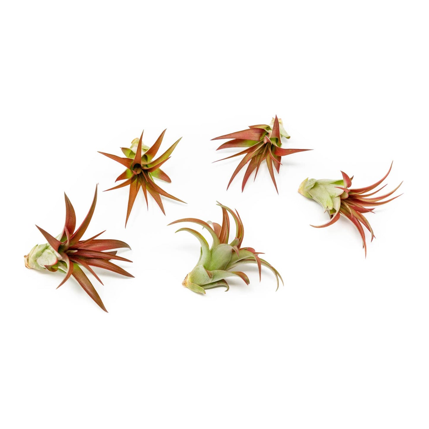 Airplant