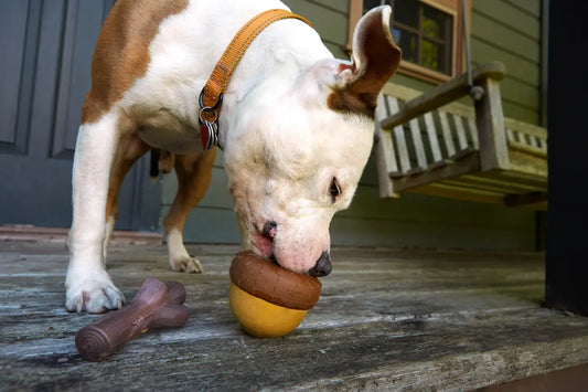 BARK Super Chewer Acorn Dog Toy-Large
