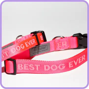 Best Dog Ever Collar