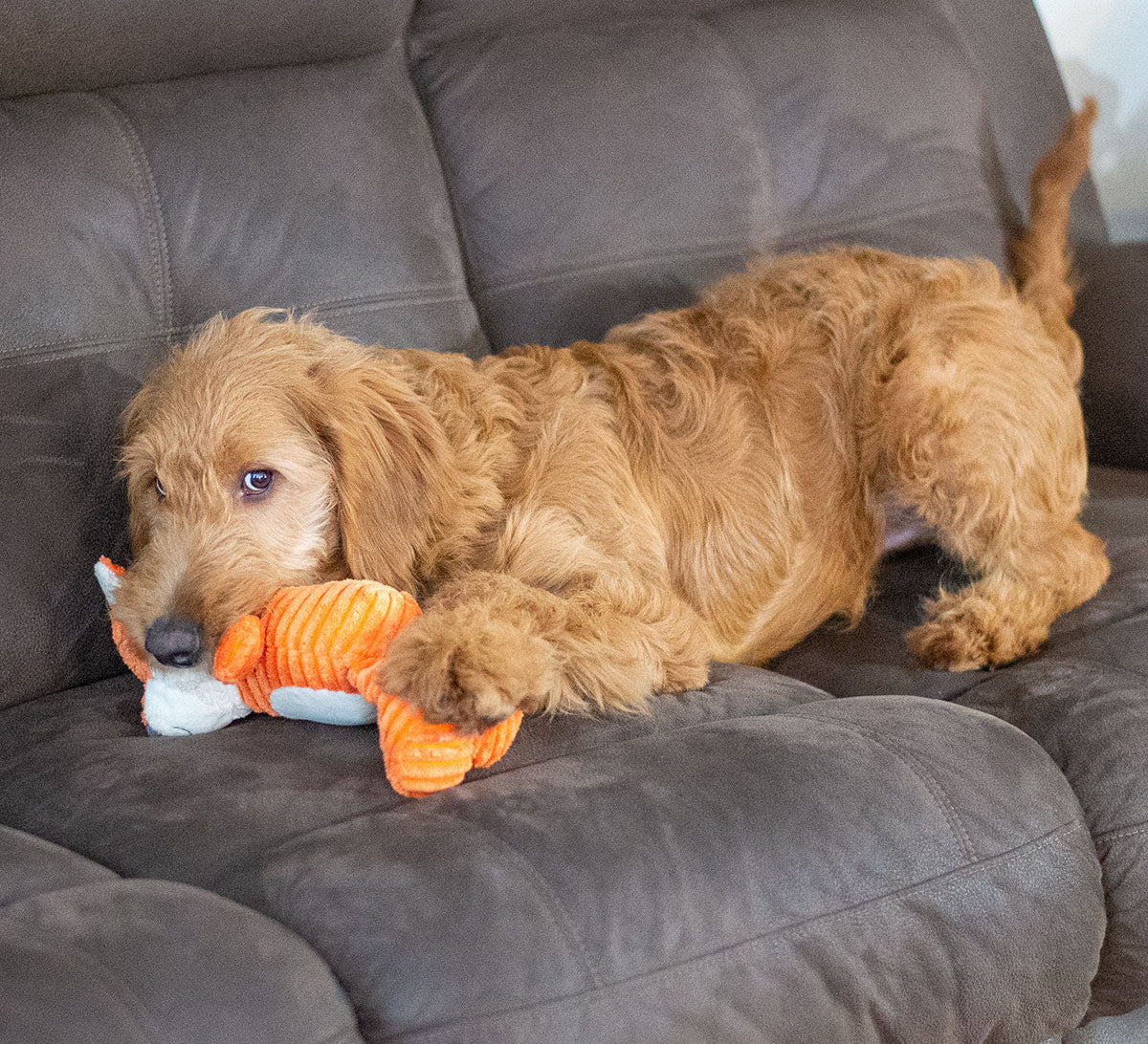 Thoozypet Tuff & Cuddly Fox Dog Toy