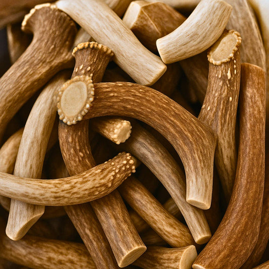 Small Whole Deer Antler