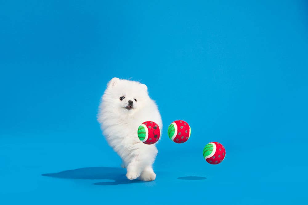 Bark Watermelon Tennis Balls