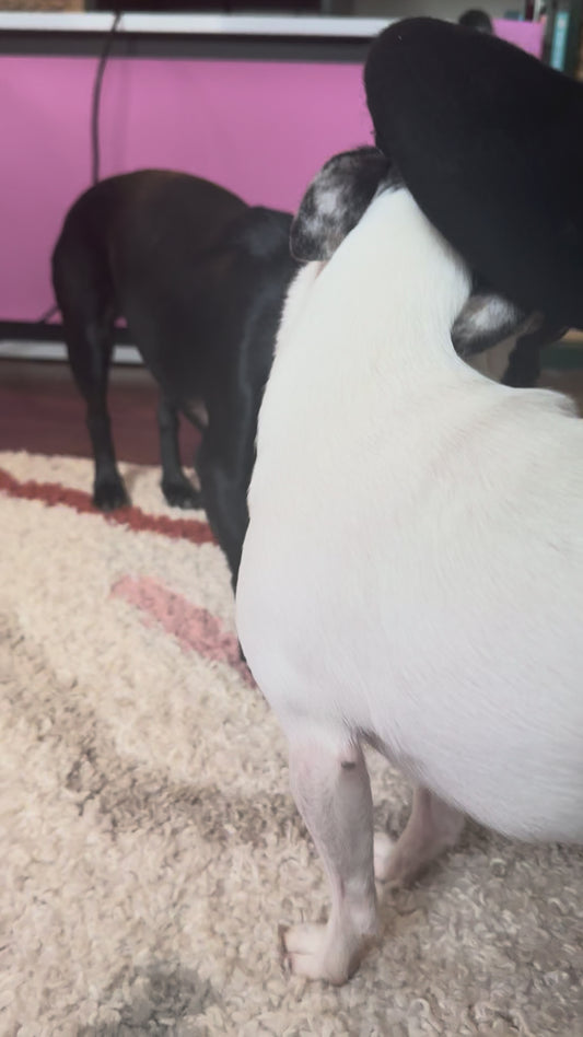 Dog Beret